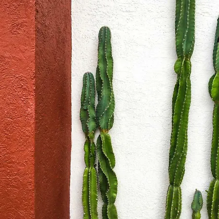 Villa Cactus House